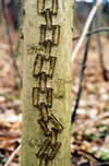 Tree Graffiti: Chain