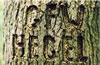 Tree Graffiti: Hegal