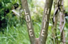 Tree Graffiti: LoveHate