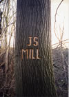 Tree Graffiti: Mill