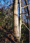 Tree Graffiti: pattern #3