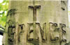 Tree Graffiti: Thomas Spence#2